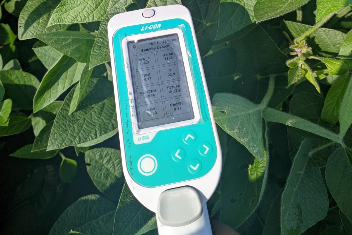 Li-600 measuring stomatal conductance and chlorophyll fluorescence