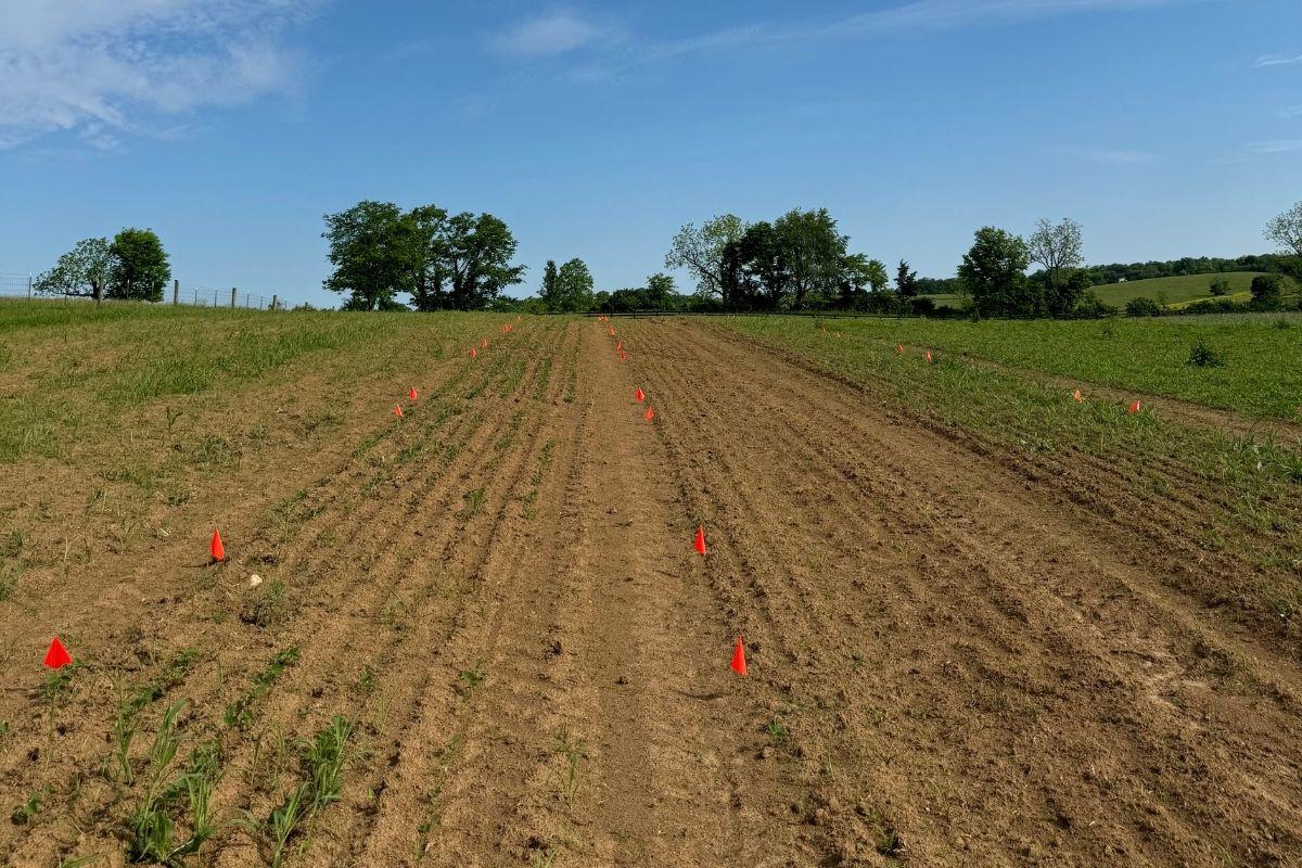 Soybean at early growing stage
