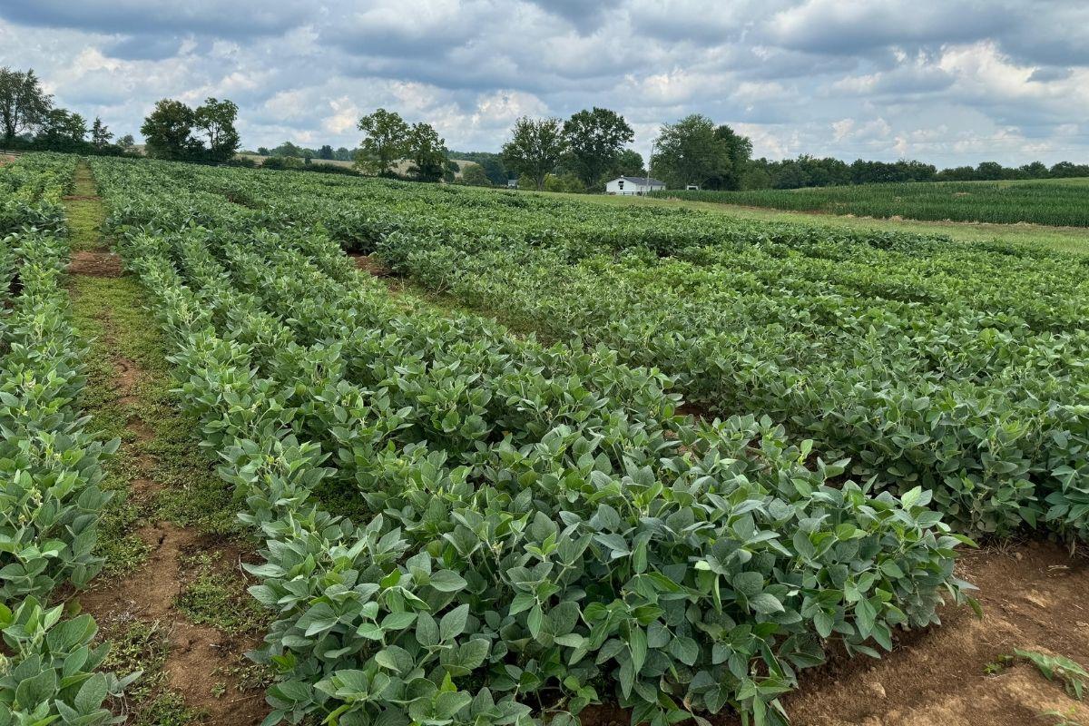 Plots with fully grown soybean