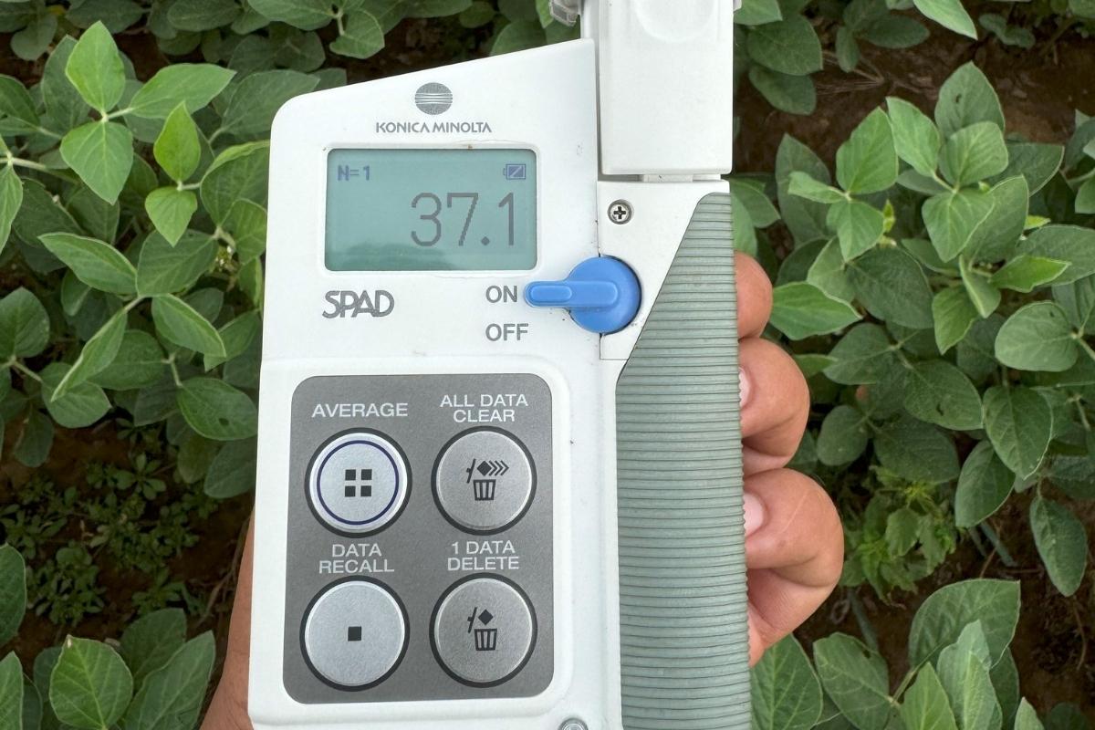 SPAD showing leaf nitrogen reading