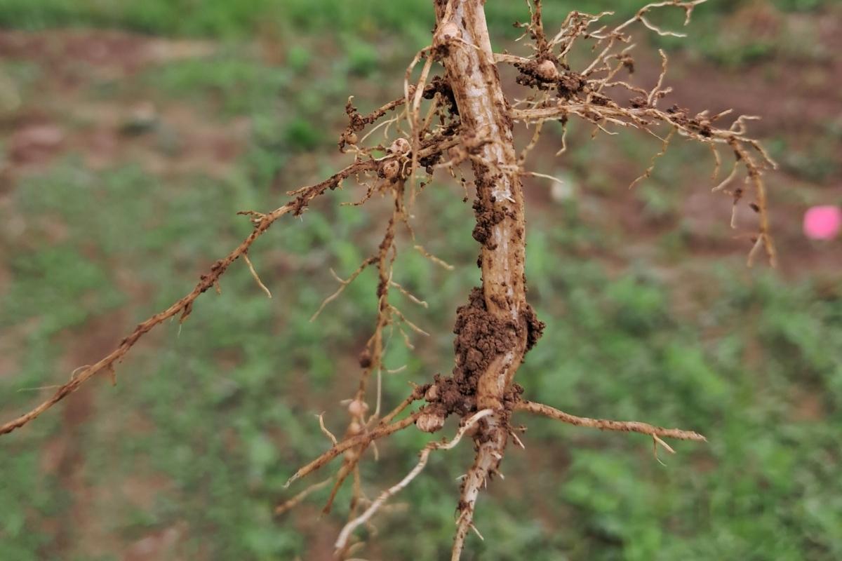 Soybean root and root nodules