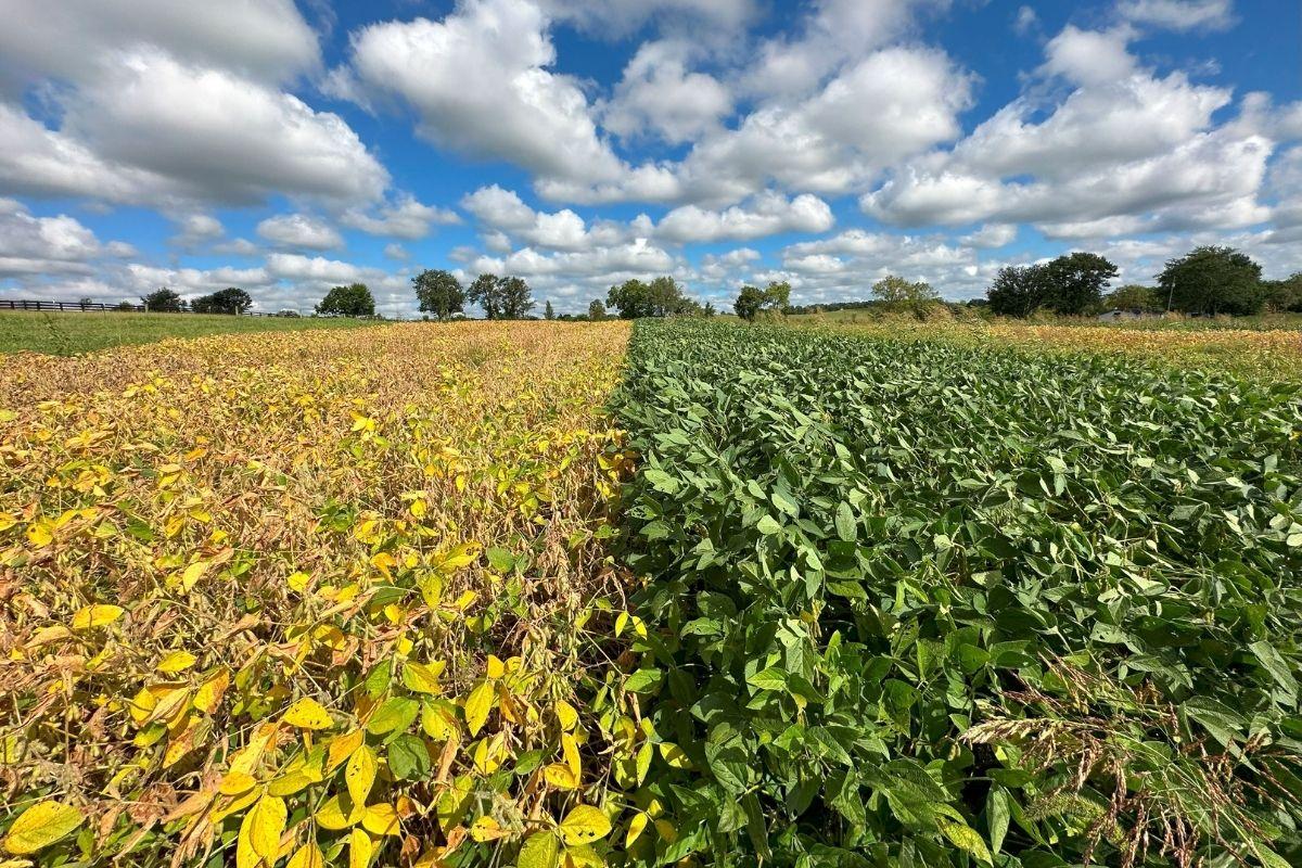 Leaf color changes between MG2 and MG4 cultivars