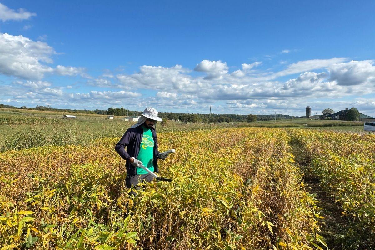 Sudip measuring soybean LAI