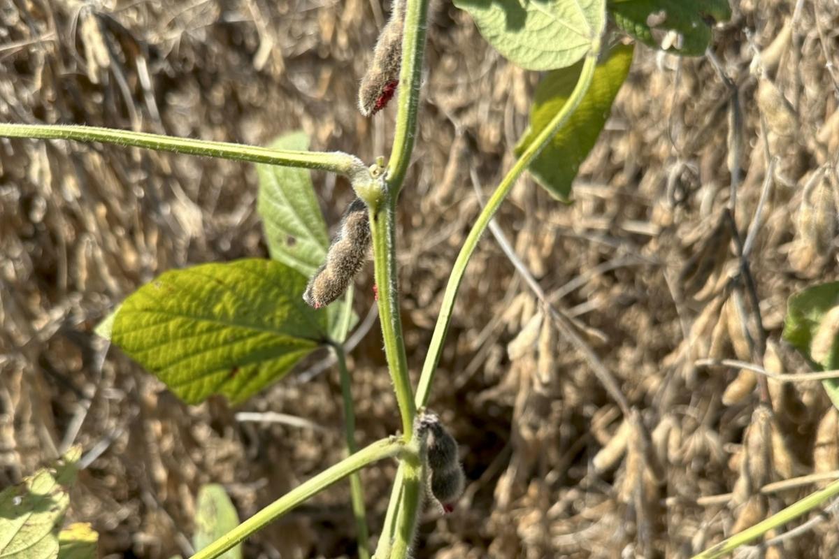 Morphological changes seen after source sink manipulation