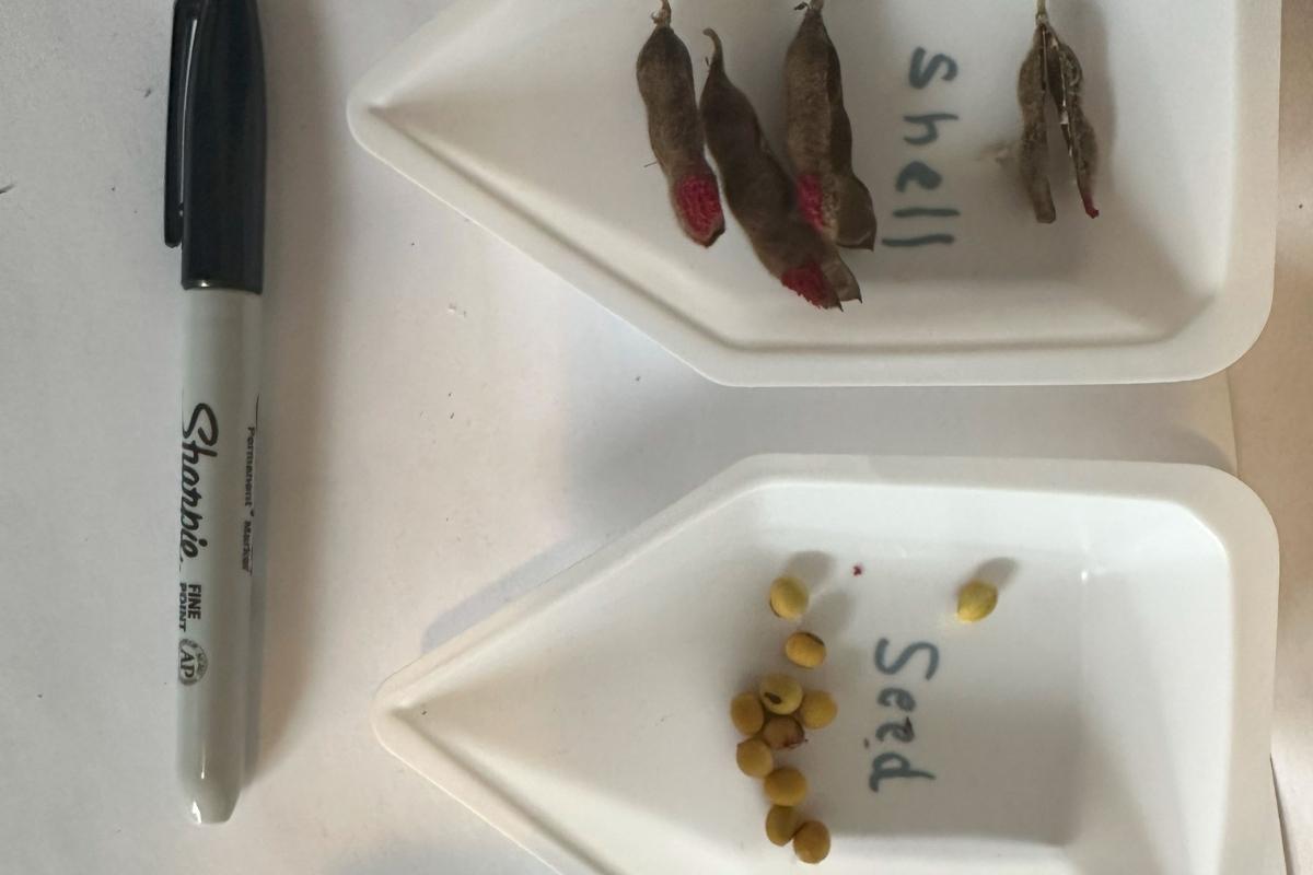 Seed and shell separated from pod
