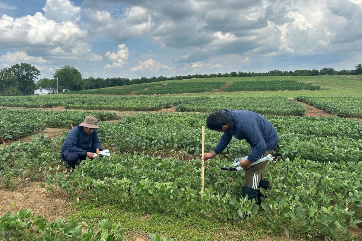 Plant height data recording in the field