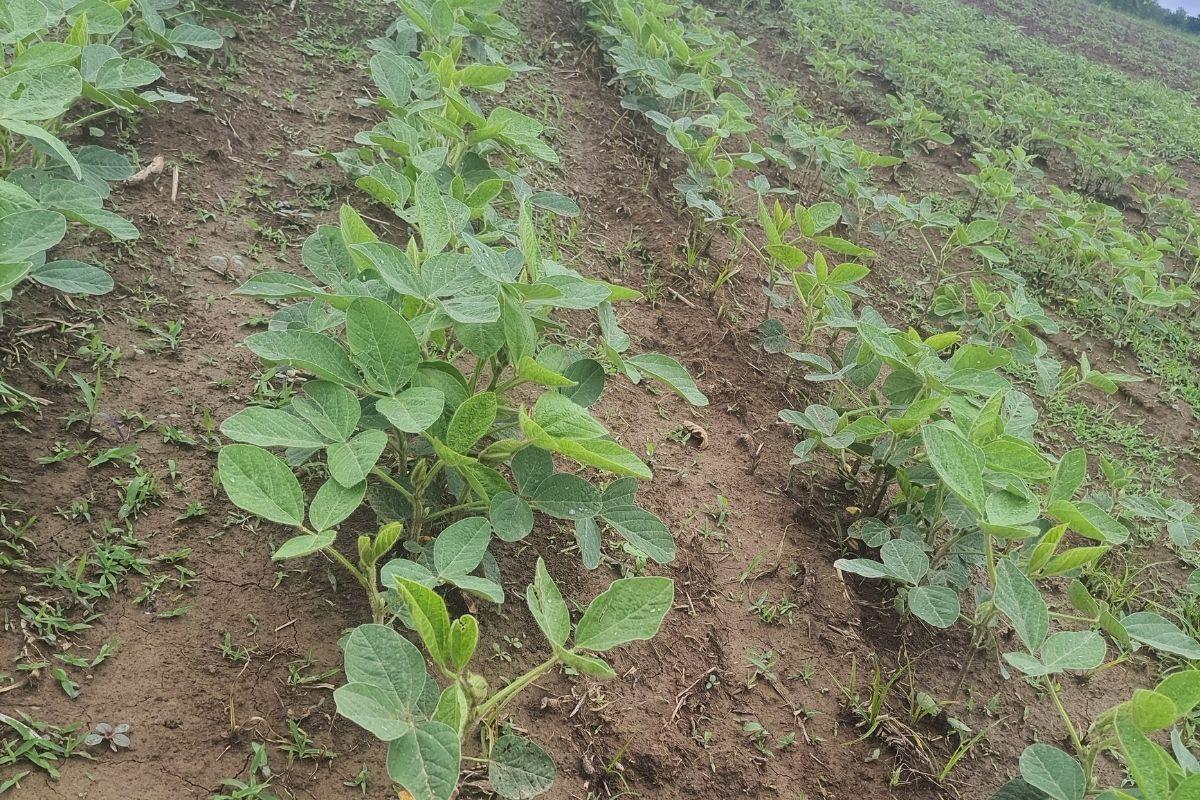 Soybean in advanced vegetative stage