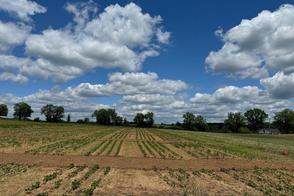 Soybean at early vegetative stage