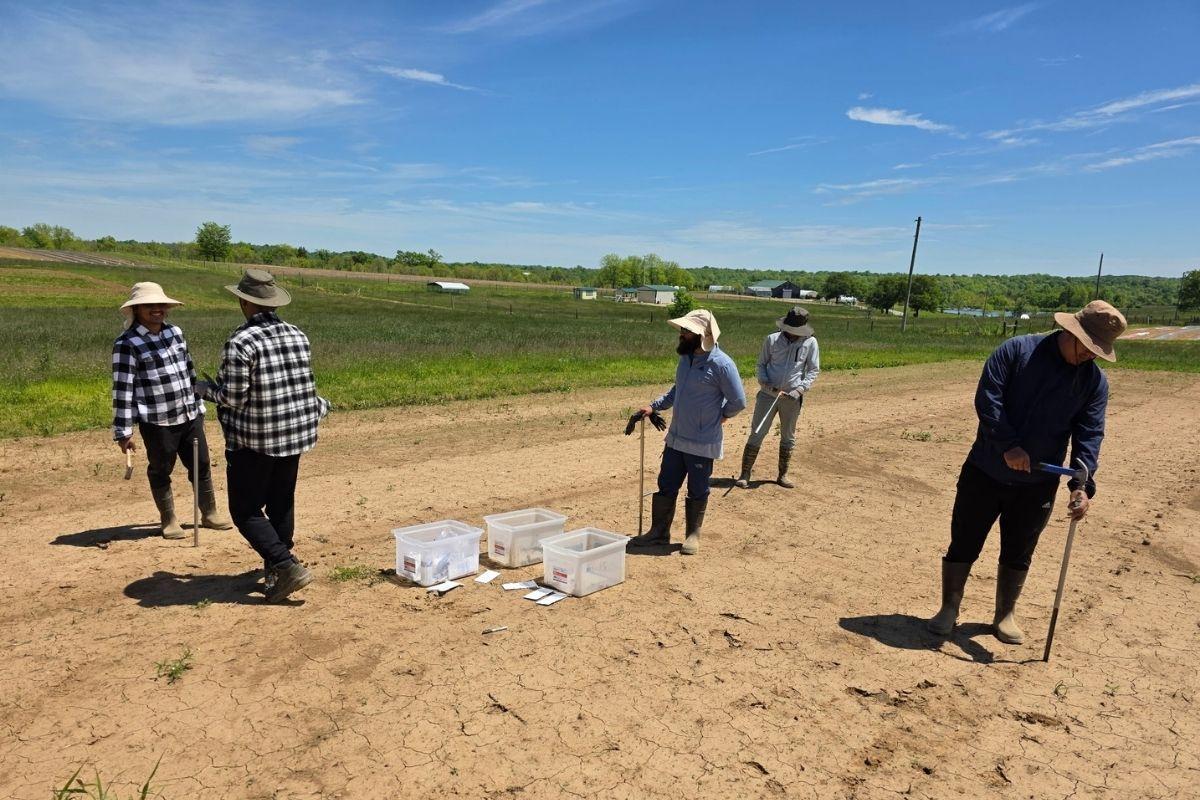 Soil sample collection before plantation