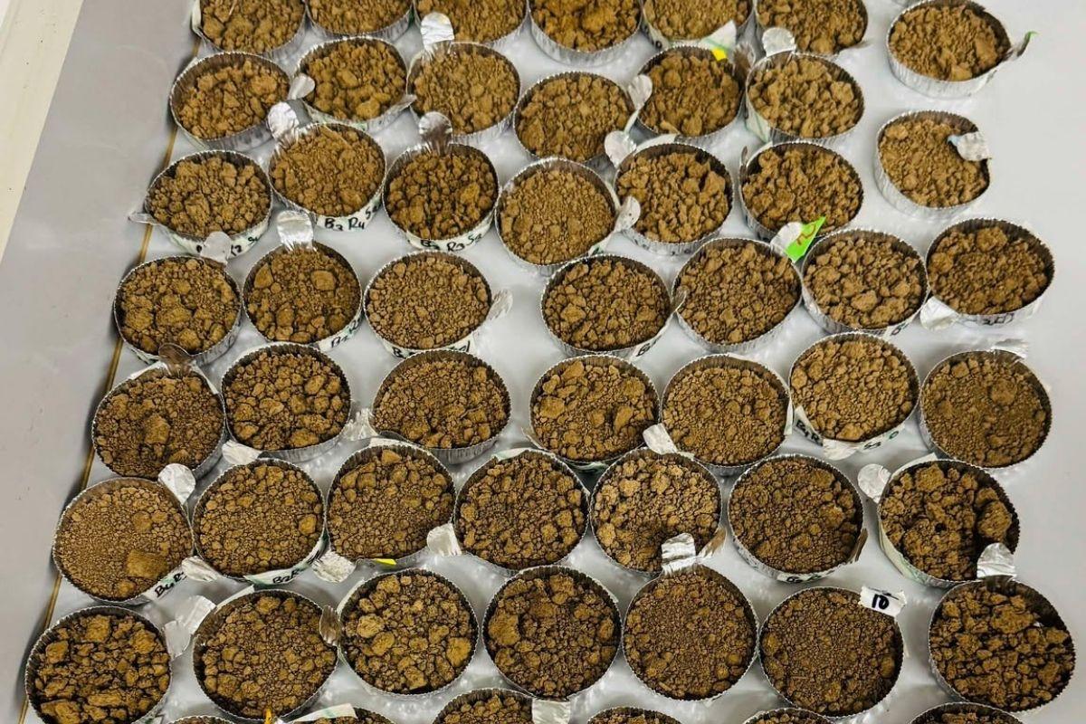 Soil sample separated for further analysis