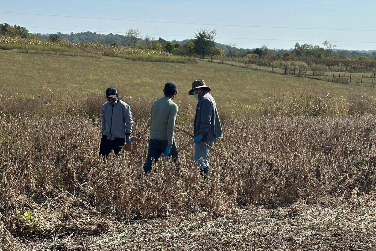 Crew preparing field for final harvest