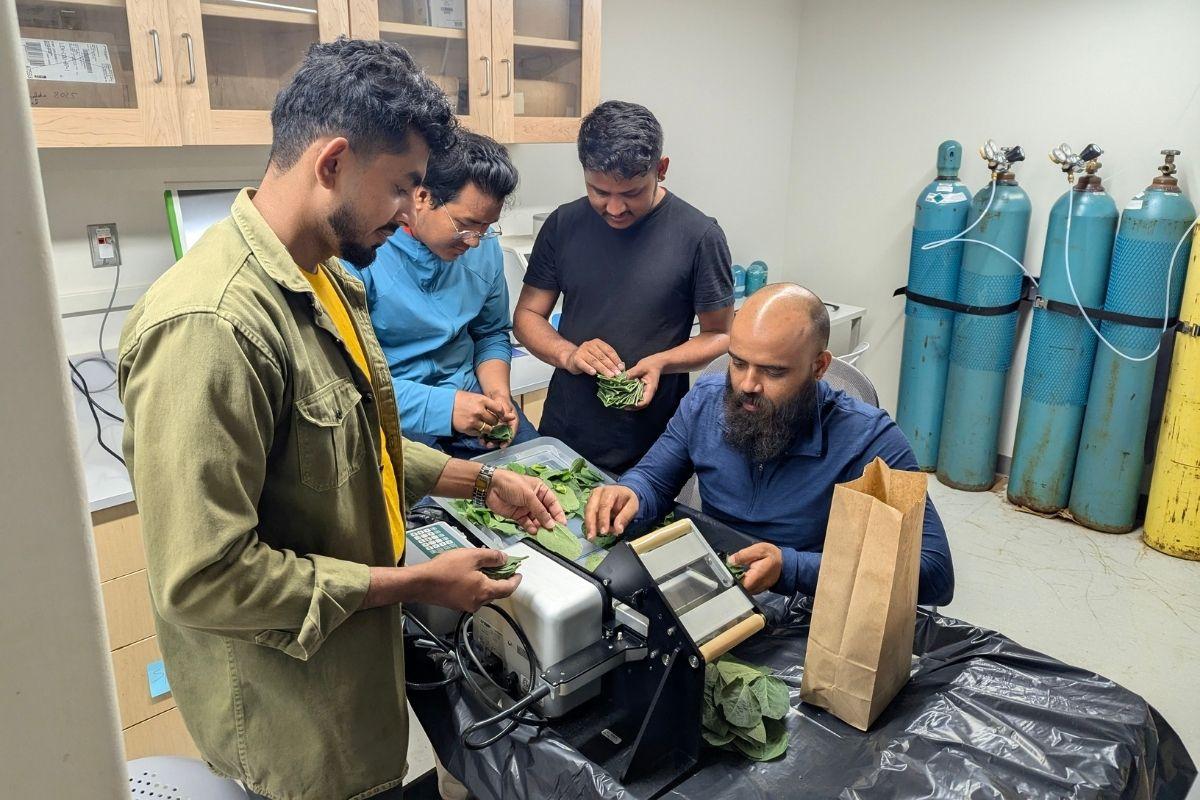 Leaf area measurement in the lab using LI-3050C