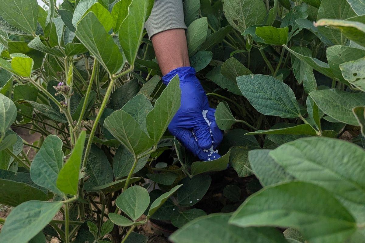Nitrogen application in the field