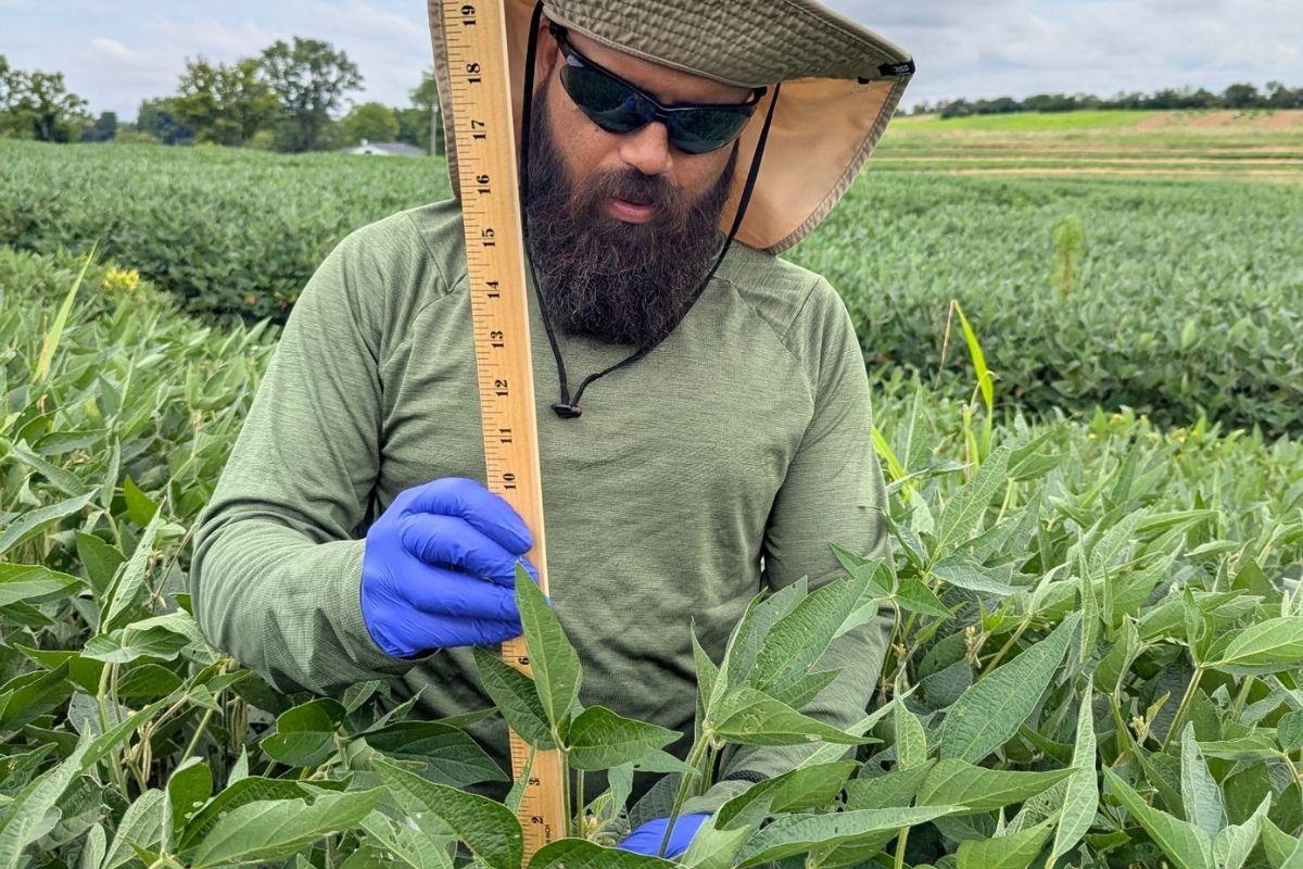 Plant height measurement in the field