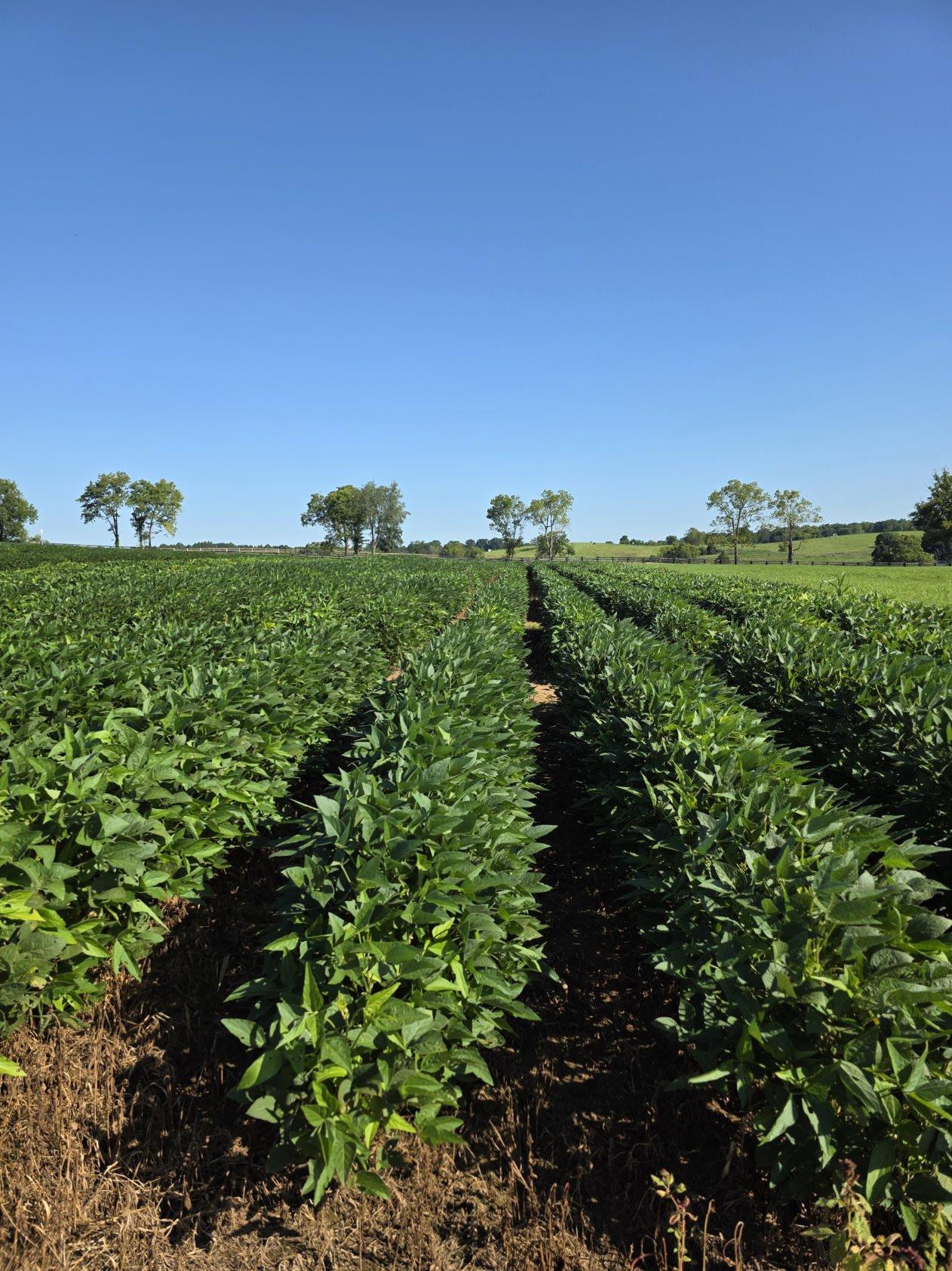 Wide Spacing (45 inch) plots