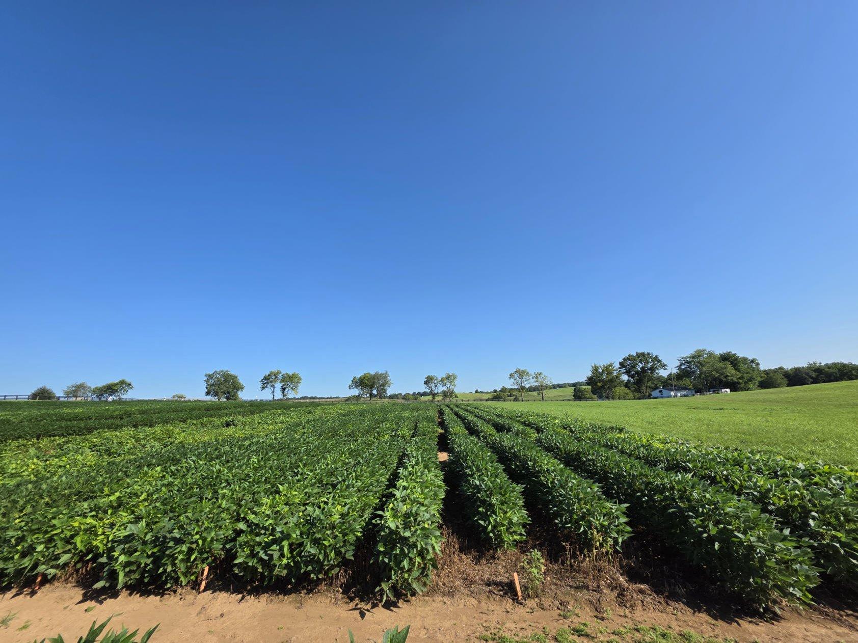 2026 Plant Spacing Experimental Plots