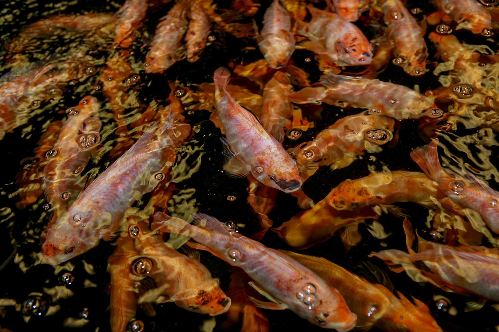 Tilapia