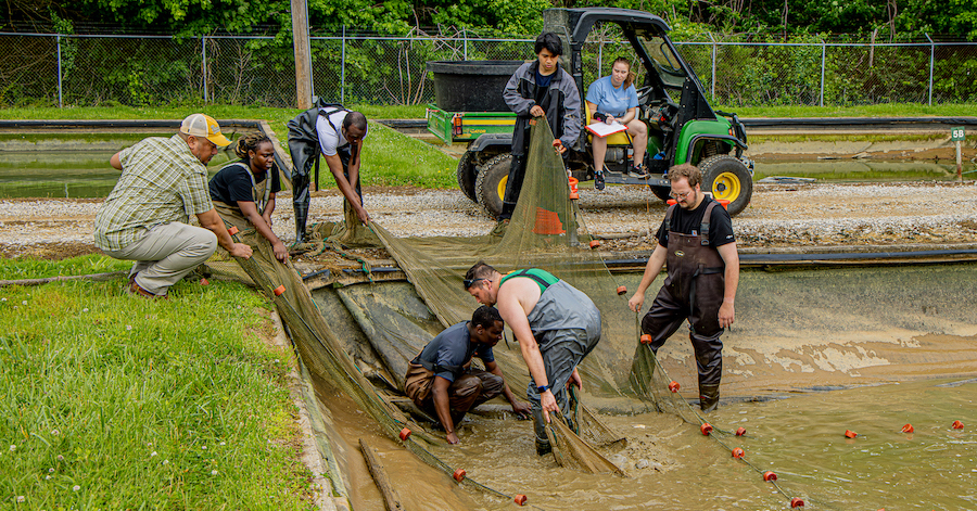 Students harvesting Koi