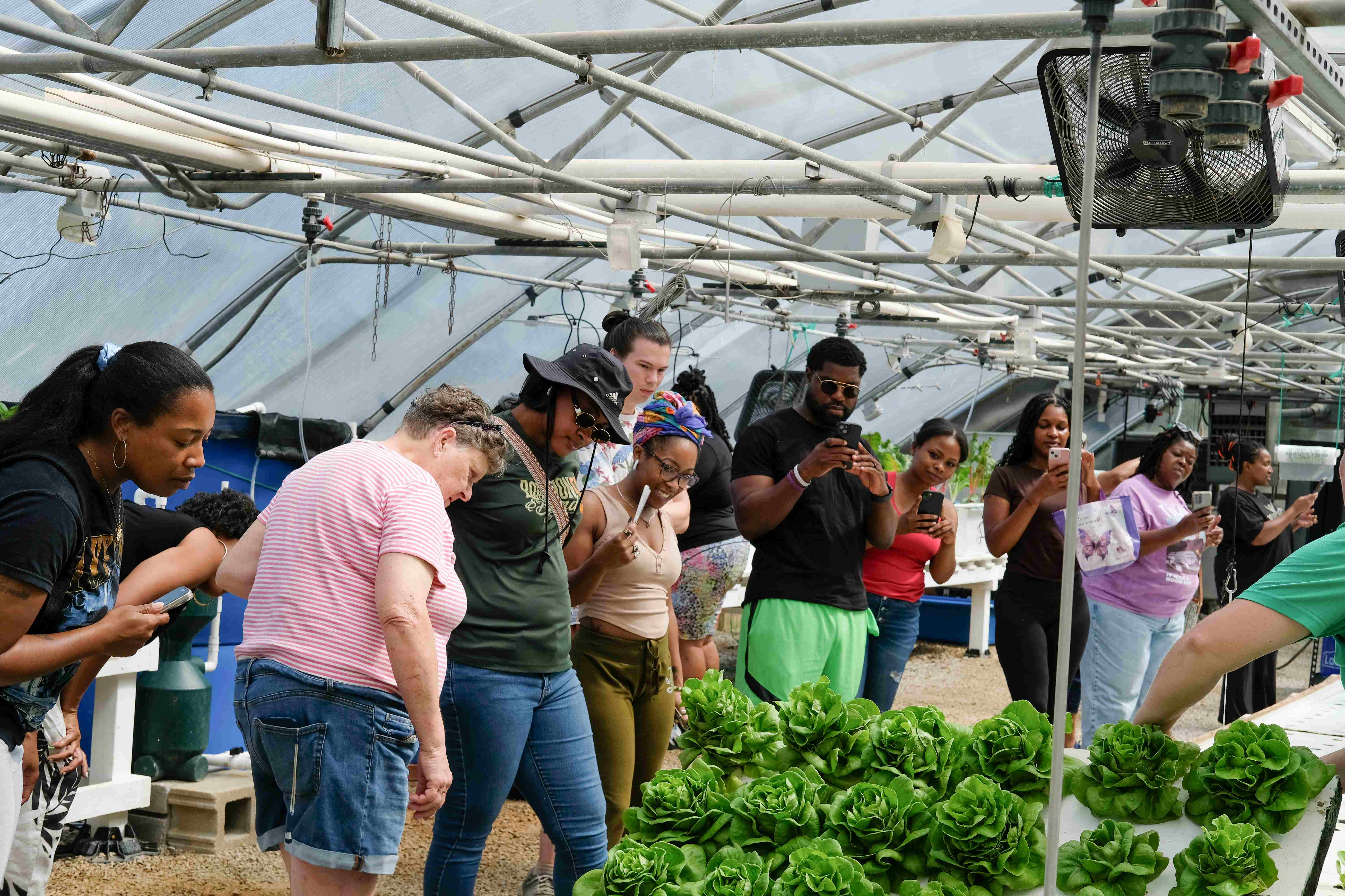Participants observing roots in hydroponics system