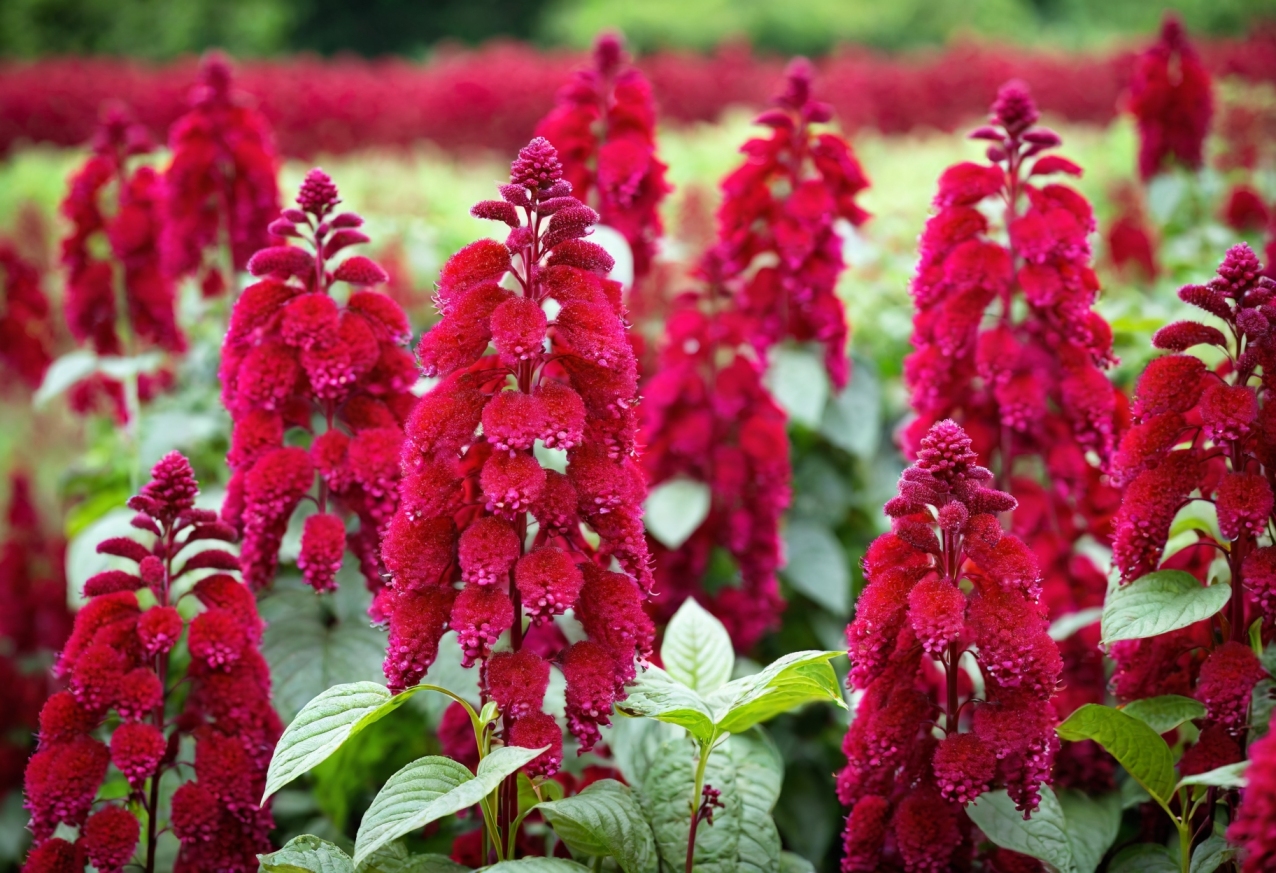 Amaranth
