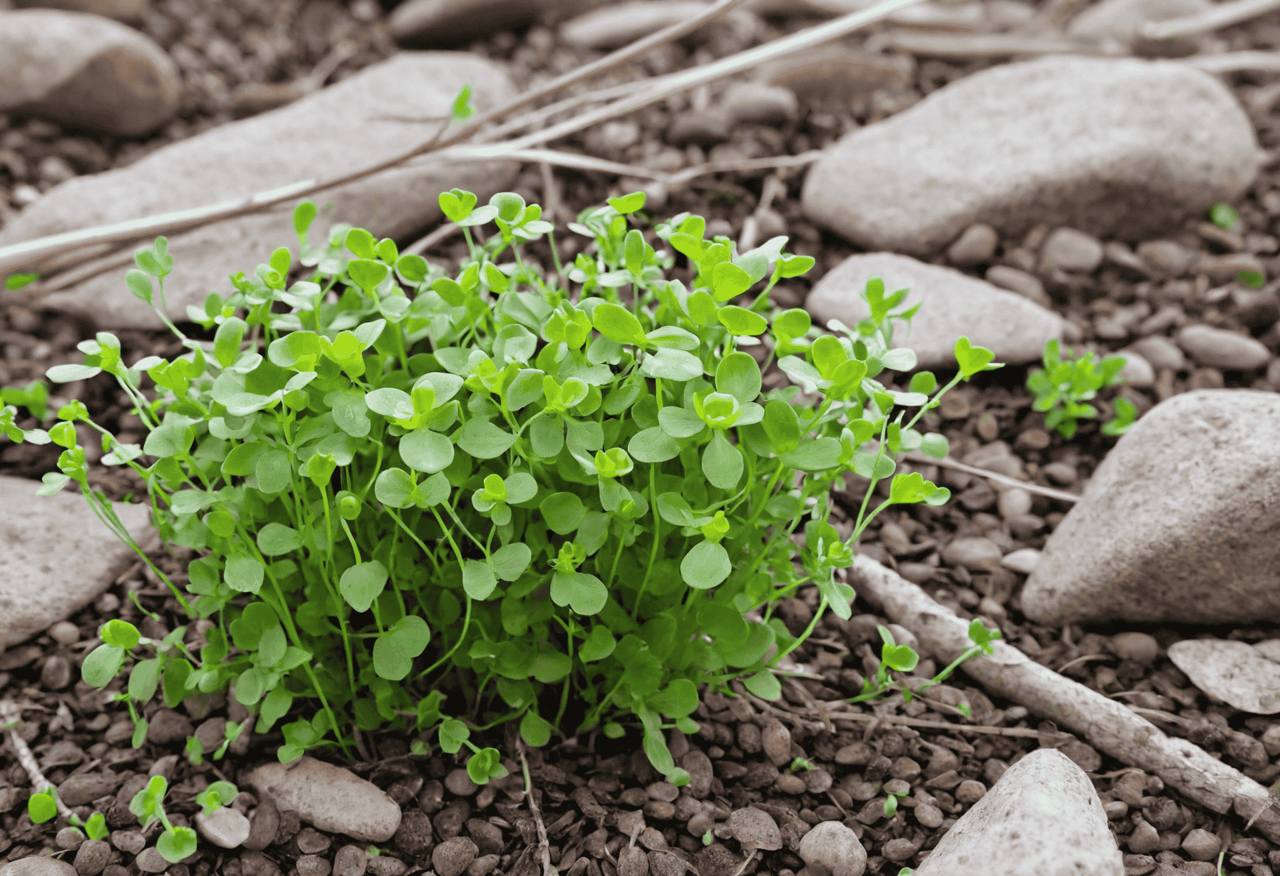 uplcress