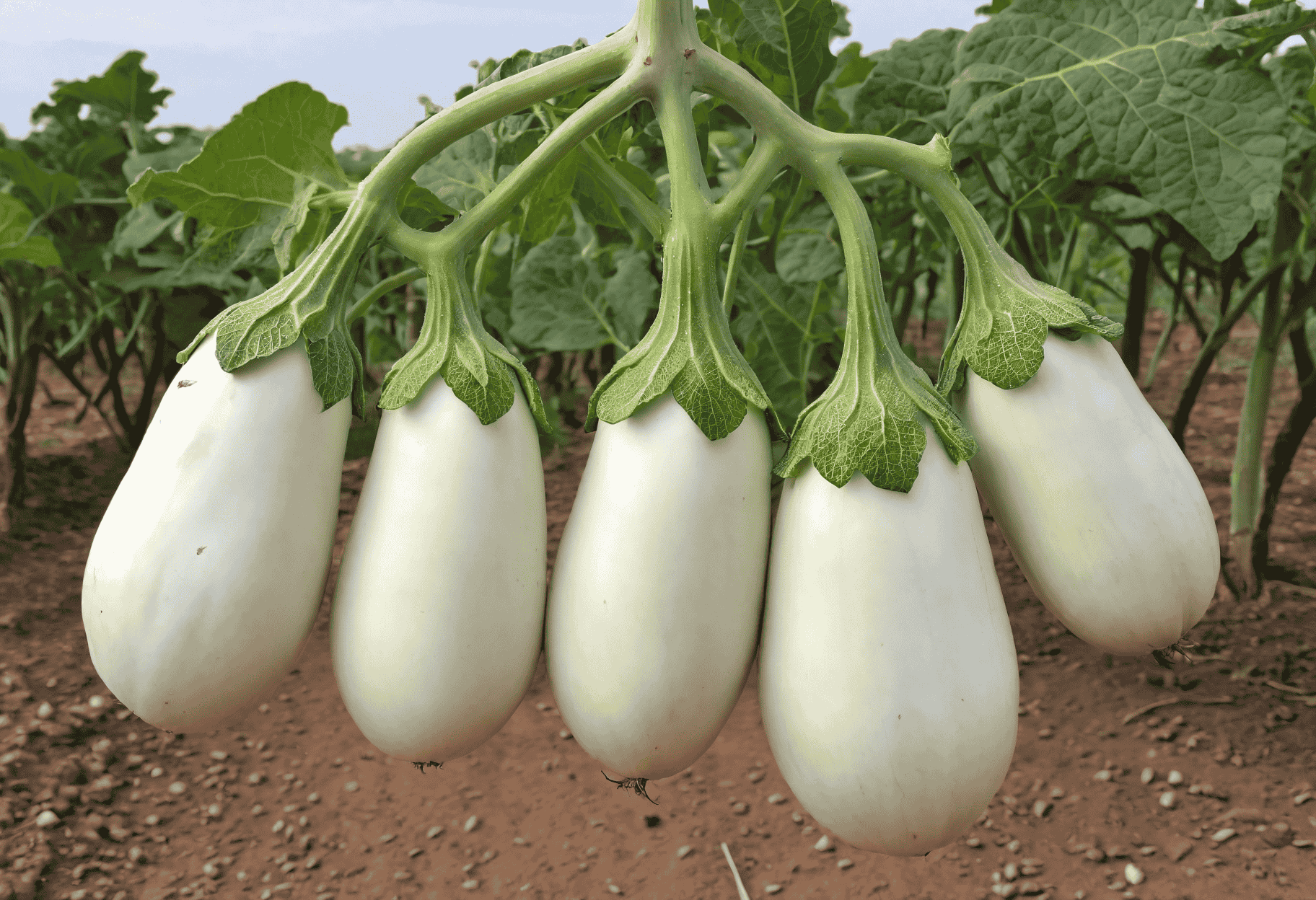 eggplant