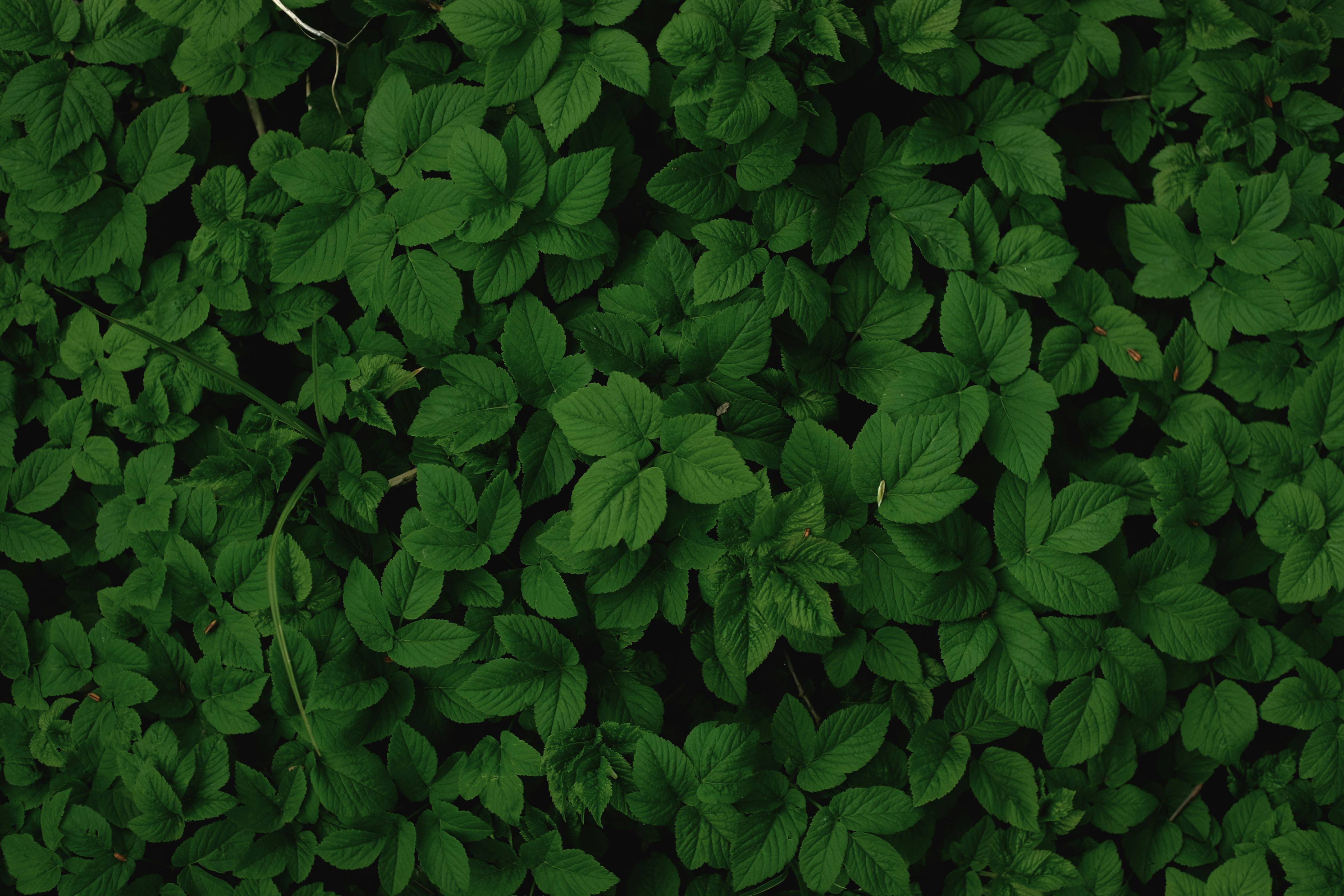 Leafy Greens