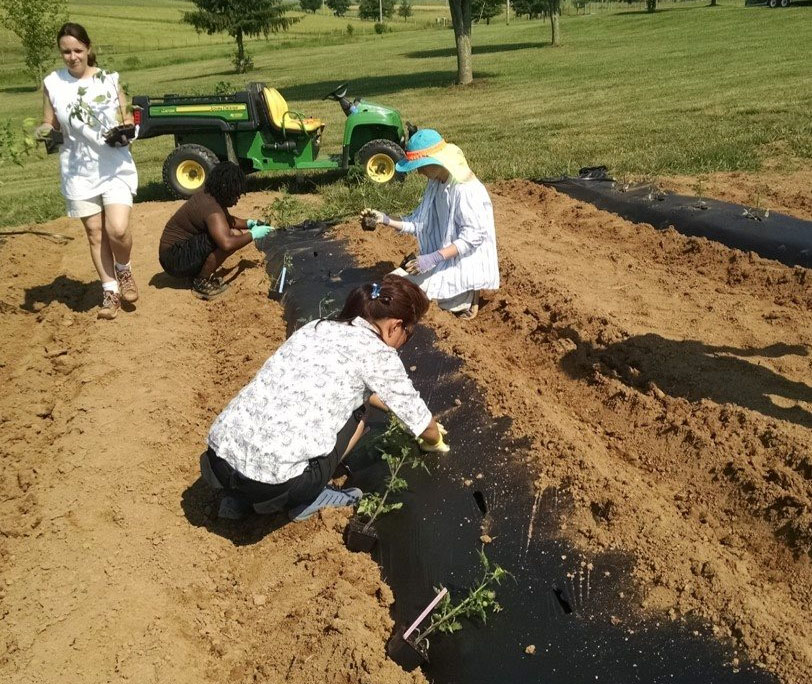 KSU students planting plants
