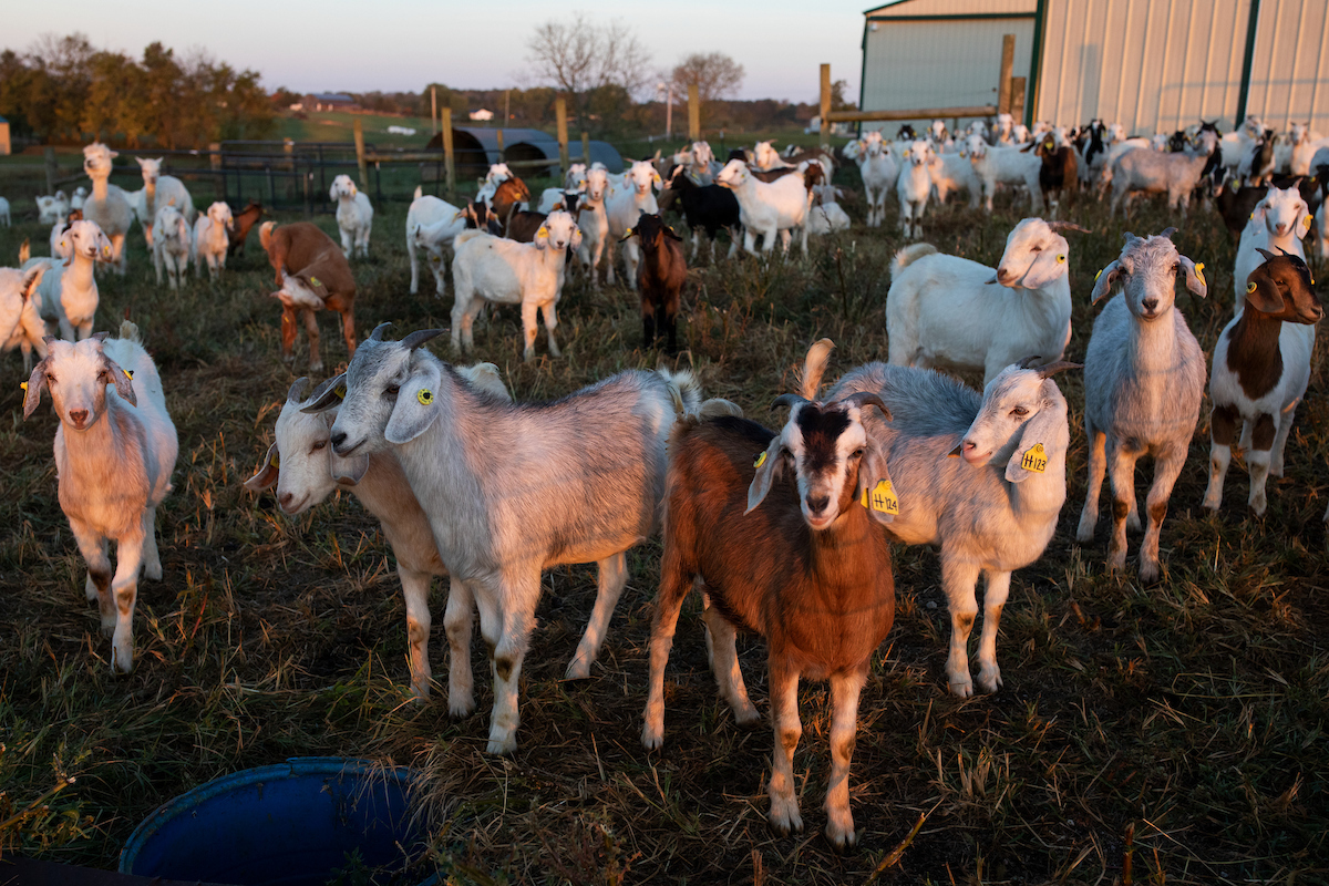 From hoof care to cold weather management
