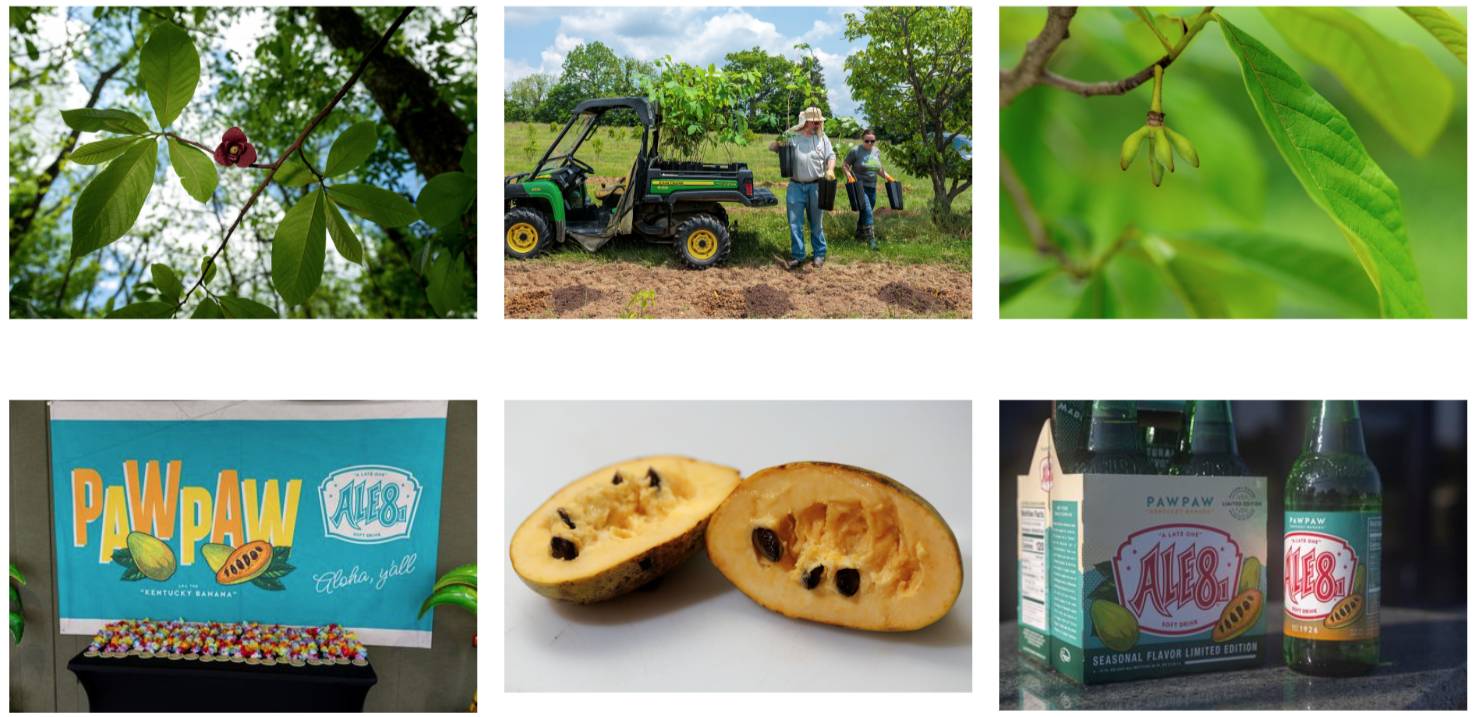 Pawpaw collage