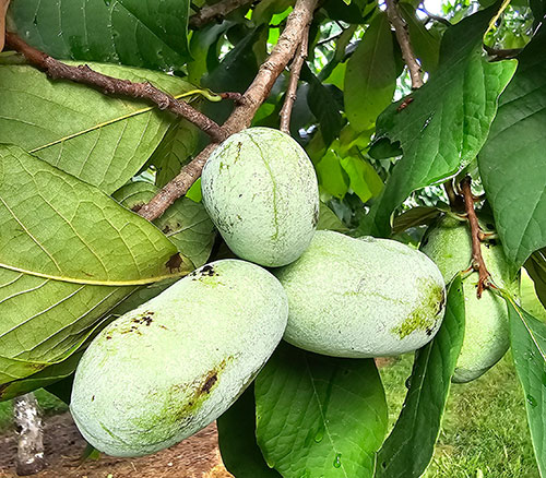 Pawpaw fruit